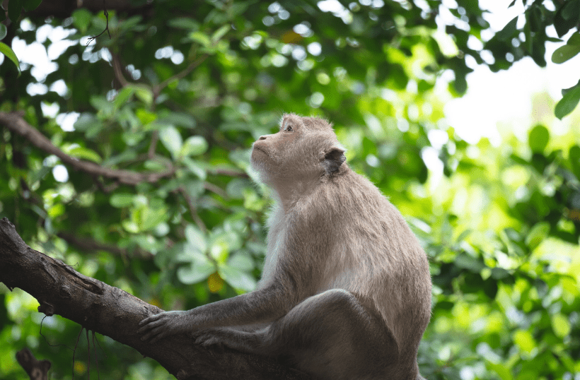 Monkey Beach